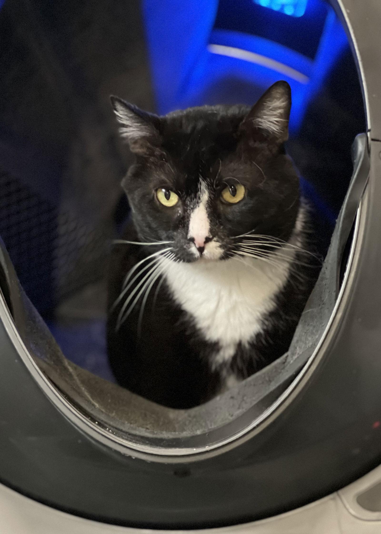 Phantom, Adoptable, Adult Male Domestic Short Hair.