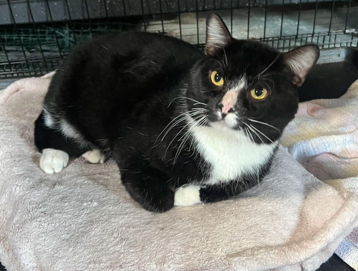 Phantom, a Adoptable Domestic Short Hair in Shreveport, LA image 2/3