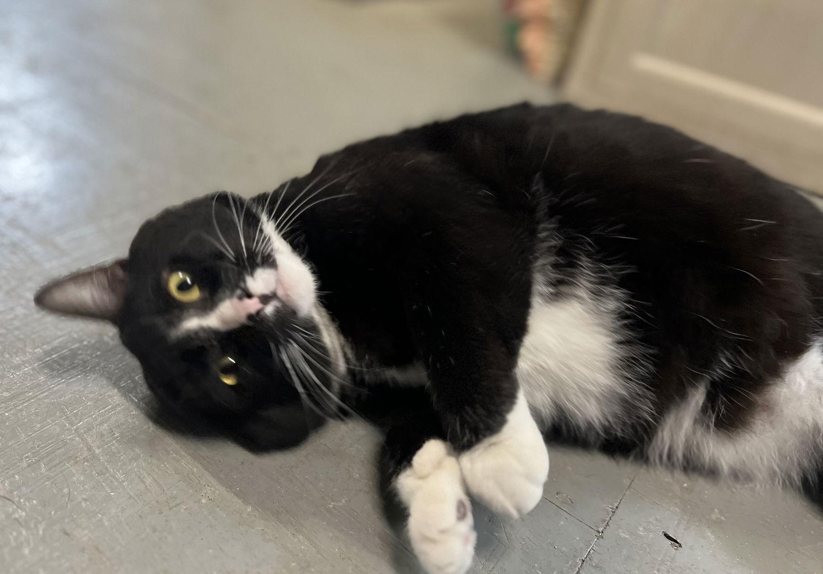 Phantom, a Adoptable Domestic Short Hair in Shreveport, LA image 3/3