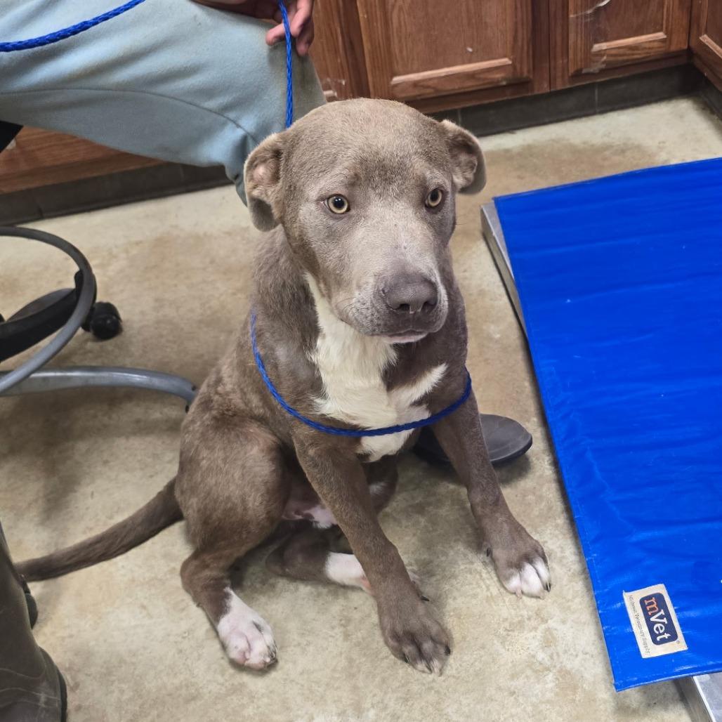 Tanner 052608U, Adoptable, Young Male Labrador Retriever & Mixed Breed.