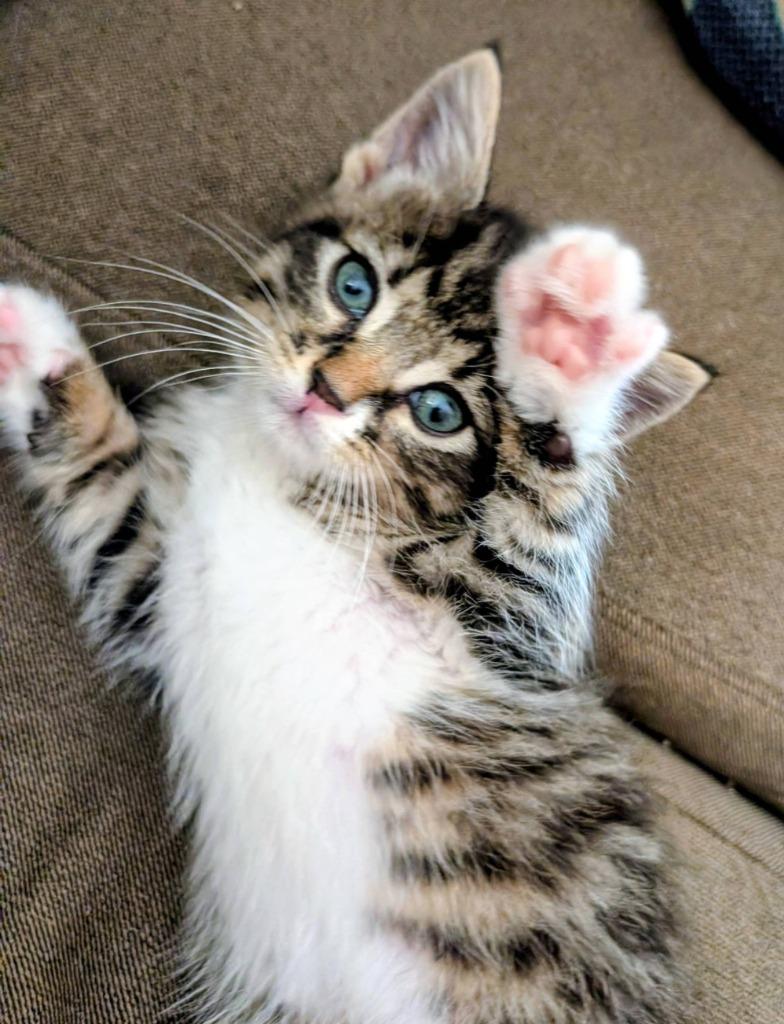 Zepplin, Adoptable, Kitten Male Domestic Short Hair.