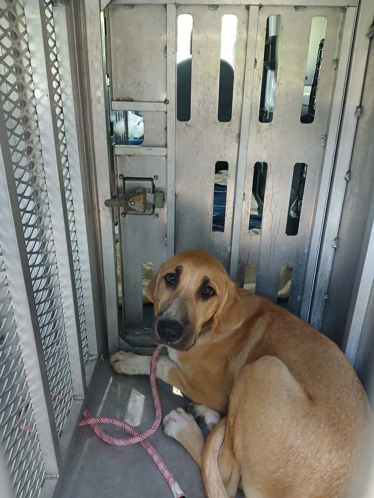 Rosco, Adoptable, Puppy Male Anatolian Shepherd & Bloodhound.