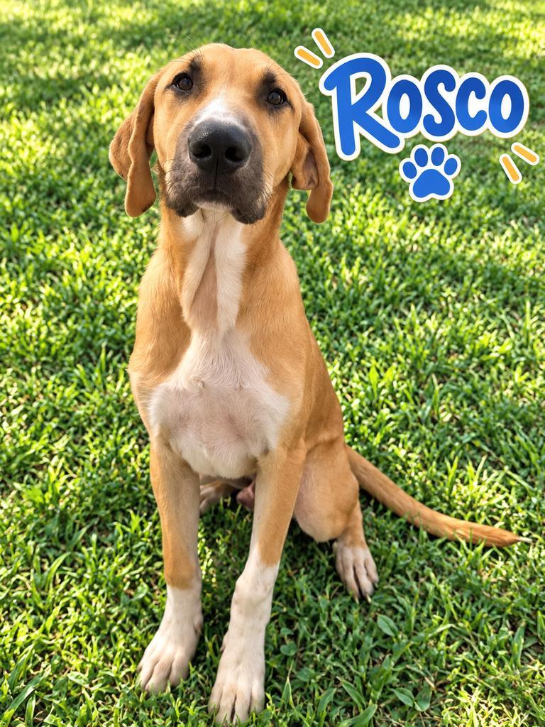 Enlarge Rosco, a Adoptable mixed breed in Livingston, LA image 2/2