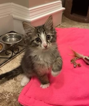 Romeo - ADOPTION PENDING