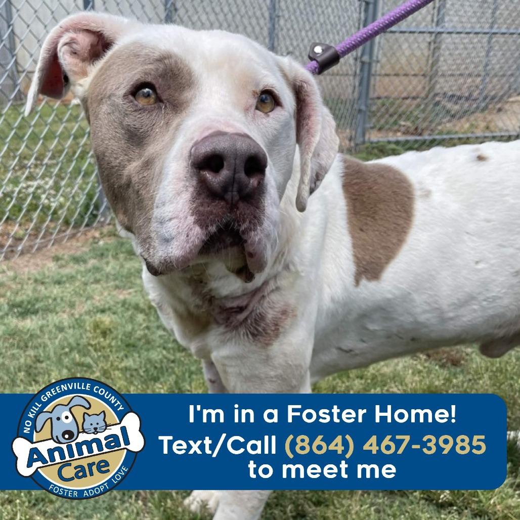 George, Adoptable, Adult Male English Bulldog & Mixed Breed.
