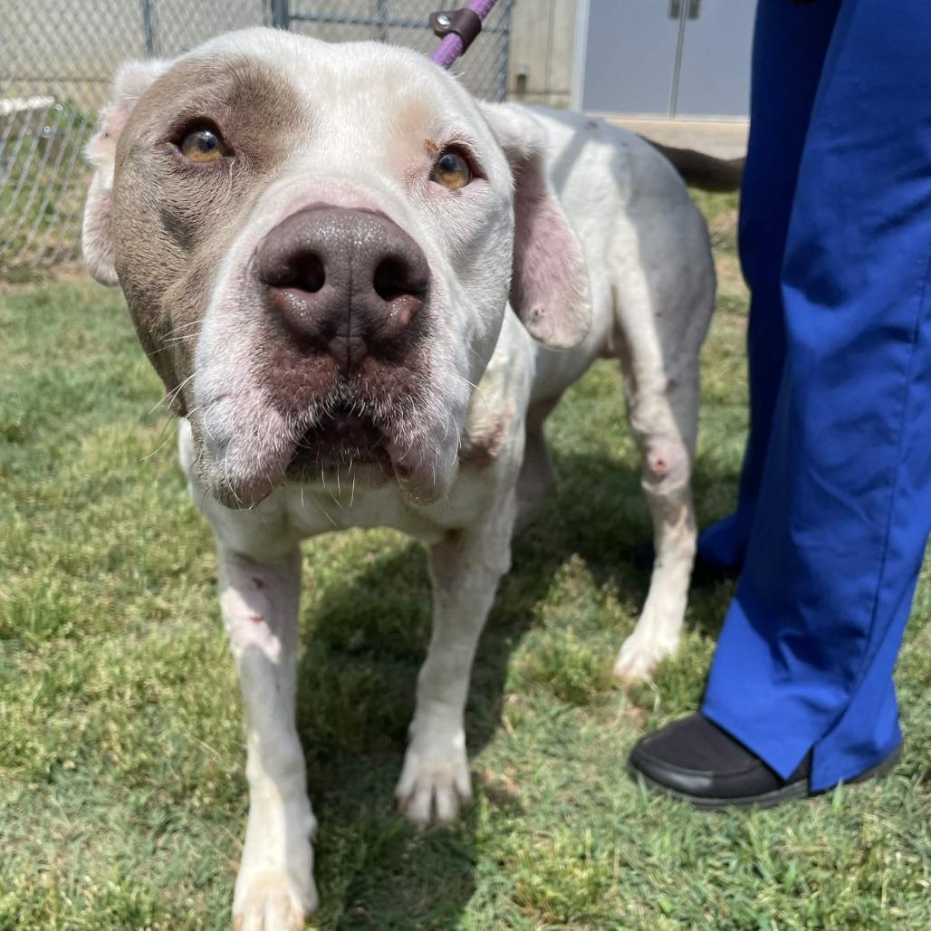 George, a Adoptable mixed breed in Greenville, SC image 2/6