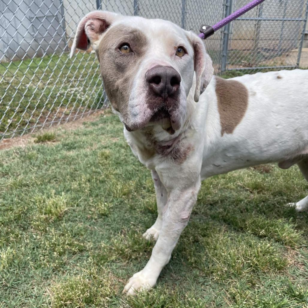 George, a Adoptable mixed breed in Greenville, SC image 3/6