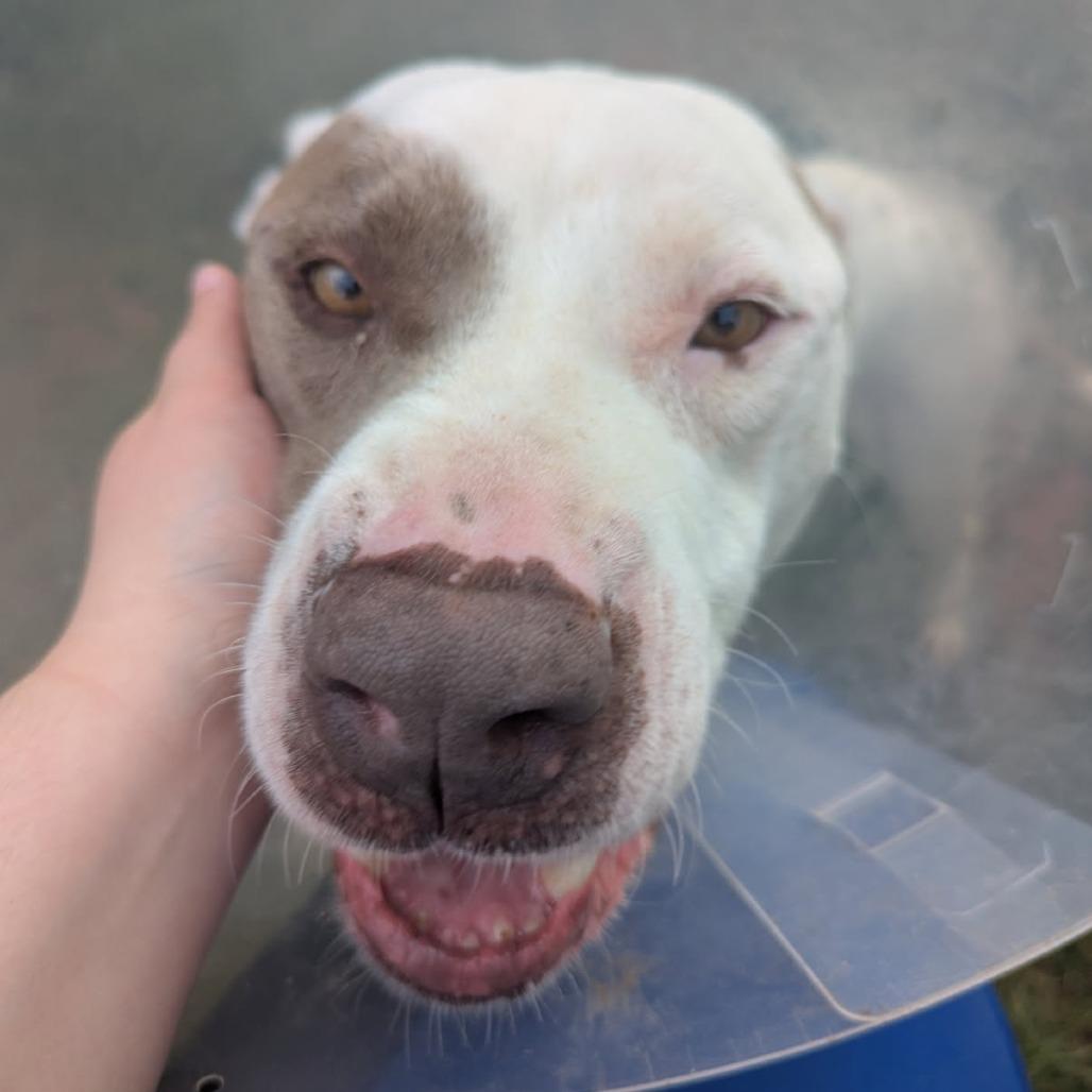 George, a Adoptable mixed breed in Greenville, SC image 4/6