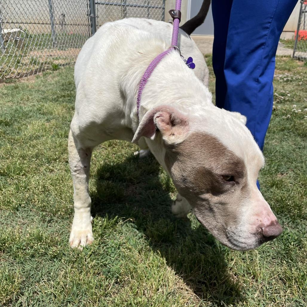 George, a Adoptable mixed breed in Greenville, SC image 5/6