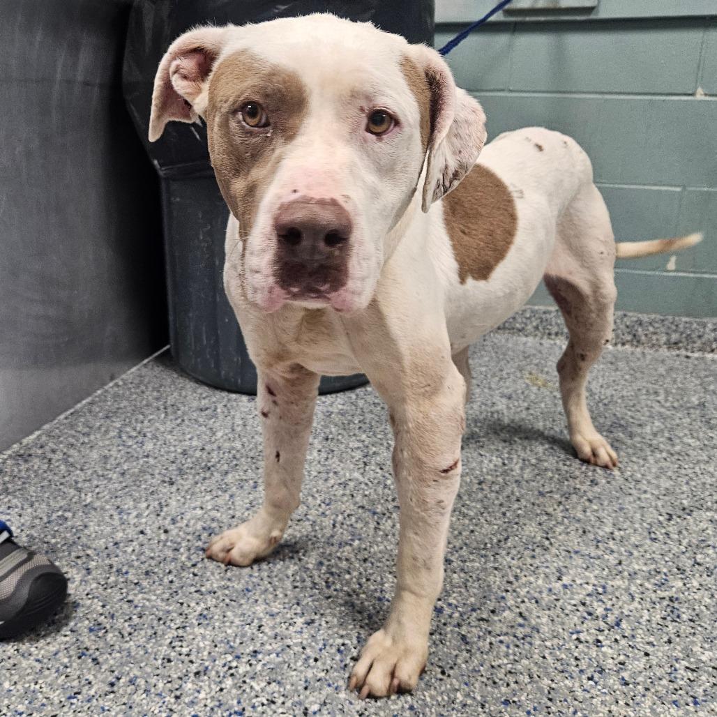 George, a Adoptable mixed breed in Greenville, SC image 6/6