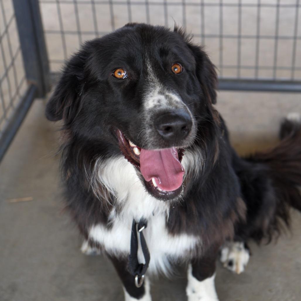 Enlarge Mr. Pickles, a Adoptable mixed breed in Pagosa Springs, CO image 1/5