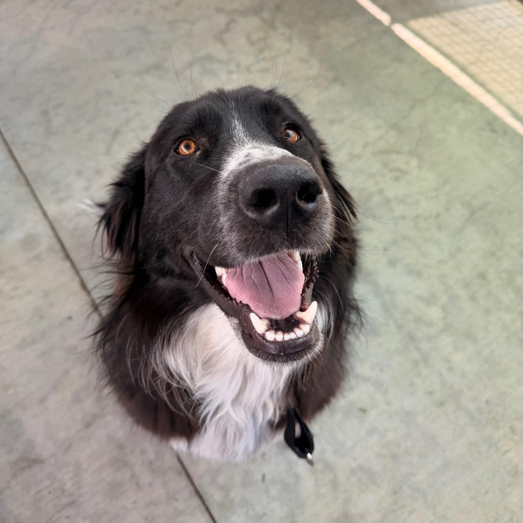 Enlarge Mr. Pickles, a Adoptable mixed breed in Pagosa Springs, CO image 2/5