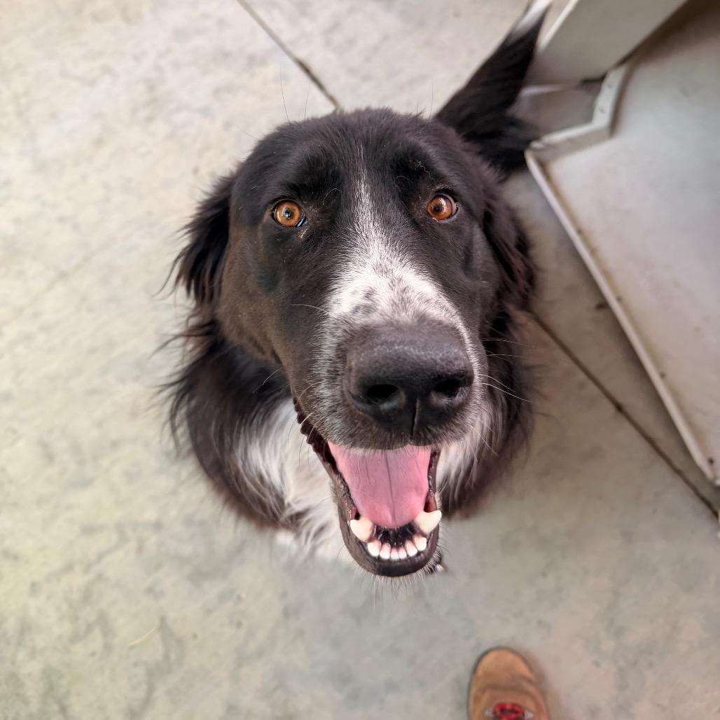 Enlarge Mr. Pickles, a Adoptable mixed breed in Pagosa Springs, CO image 3/5