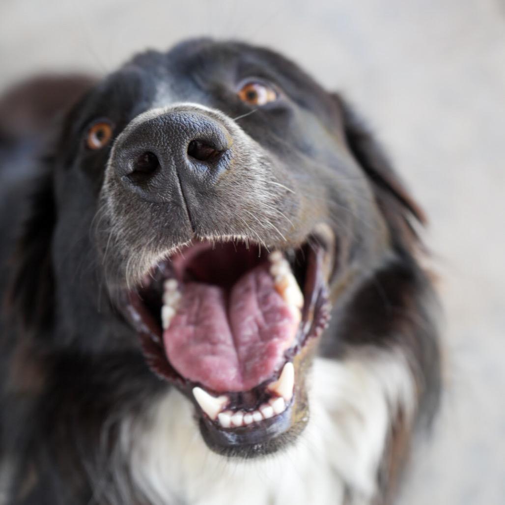 Enlarge Mr. Pickles, a Adoptable mixed breed in Pagosa Springs, CO image 4/5