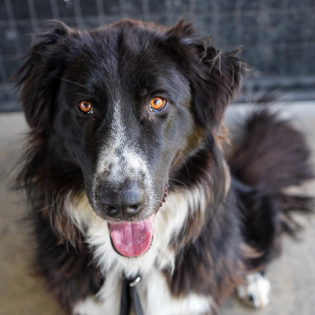 Enlarge Mr. Pickles, a Adoptable mixed breed in Pagosa Springs, CO image 5/5