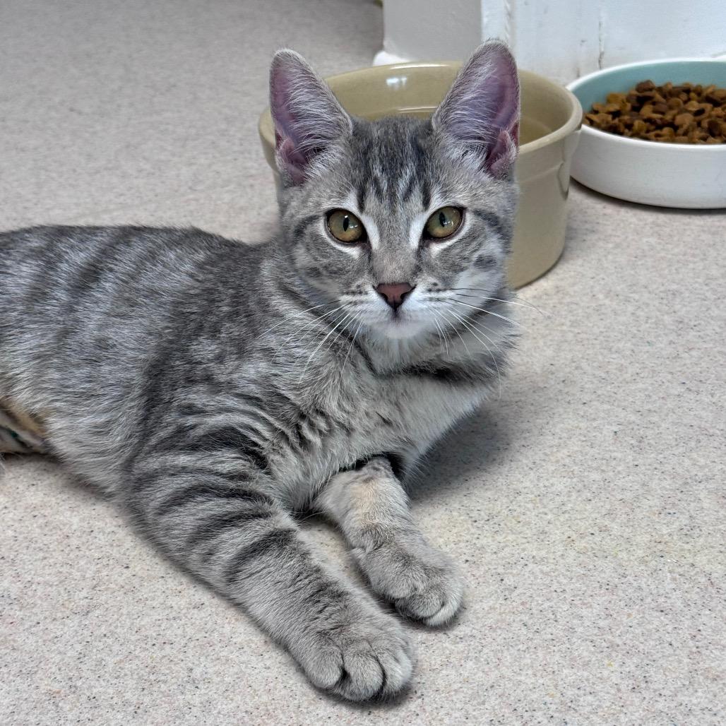 Marshmallow, ADOPTABLE, Kitten Female Domestic Short Hair.