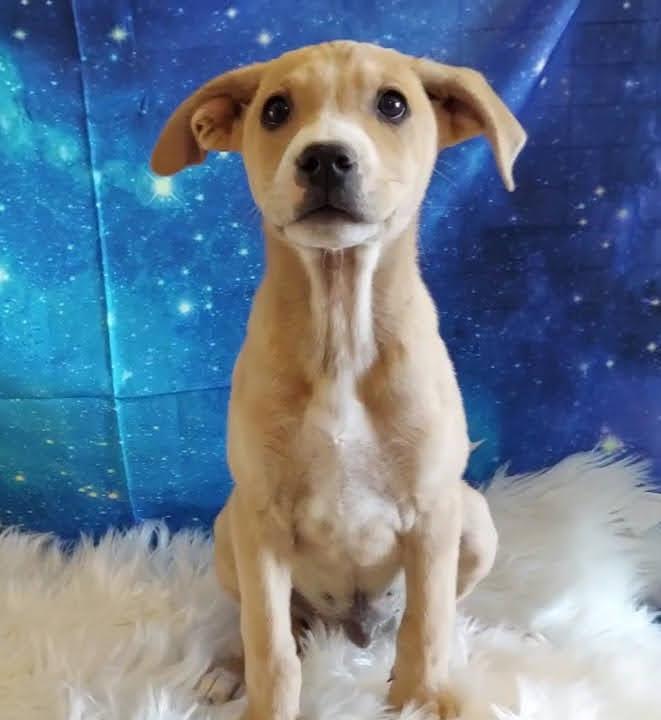 Key Largo, Baby Male Husky