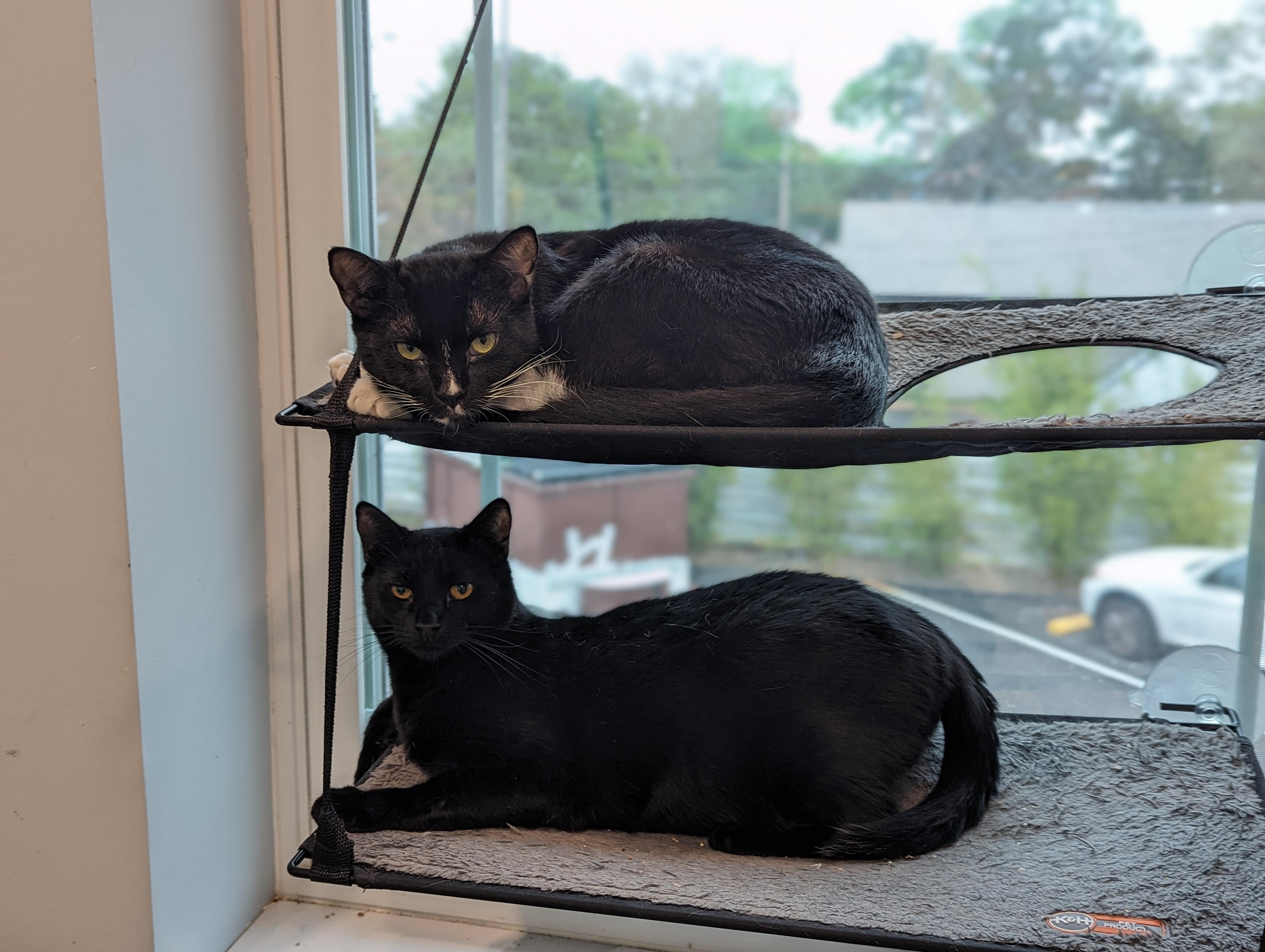 Weenie, Adoptable, Adult Female Domestic Short Hair.