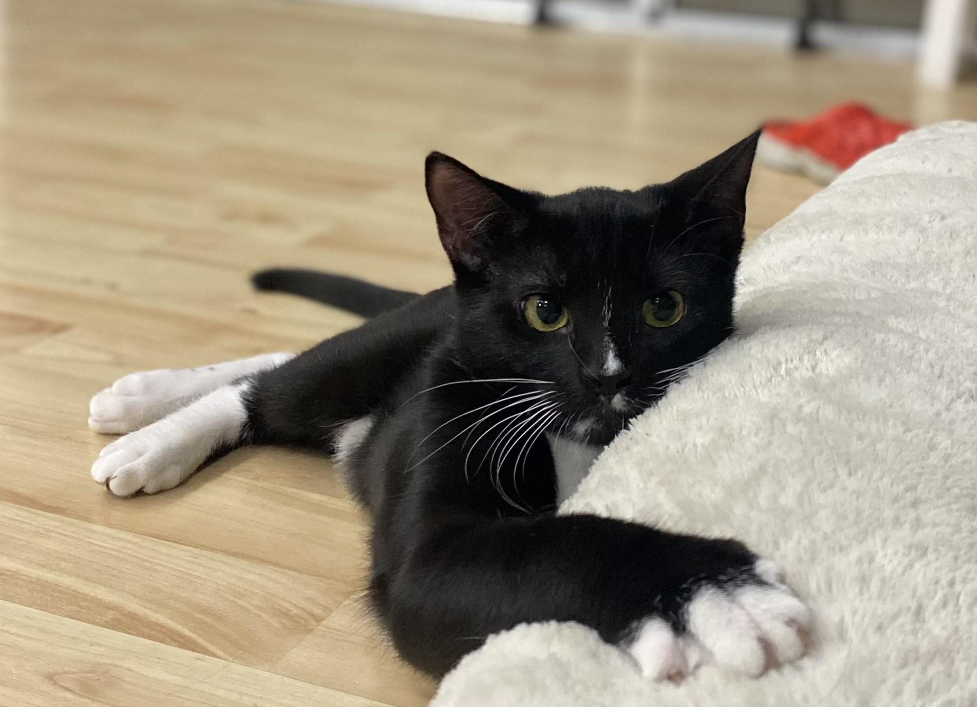 Enlarge Weenie, a Adoptable Domestic Short Hair in St Petersburg, FL image 2/6