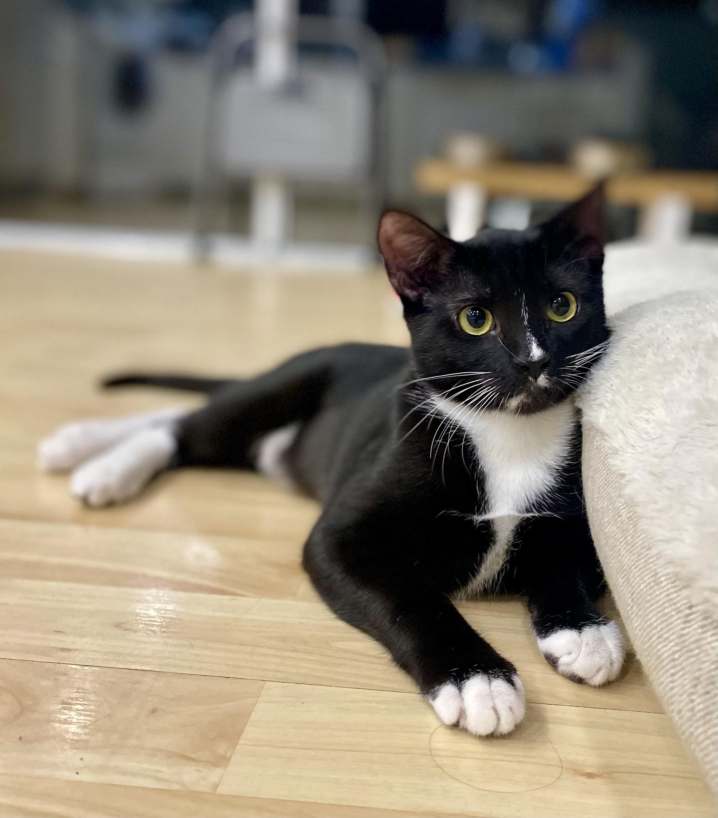 Enlarge Weenie, a Adoptable Domestic Short Hair in St Petersburg, FL image 2/6