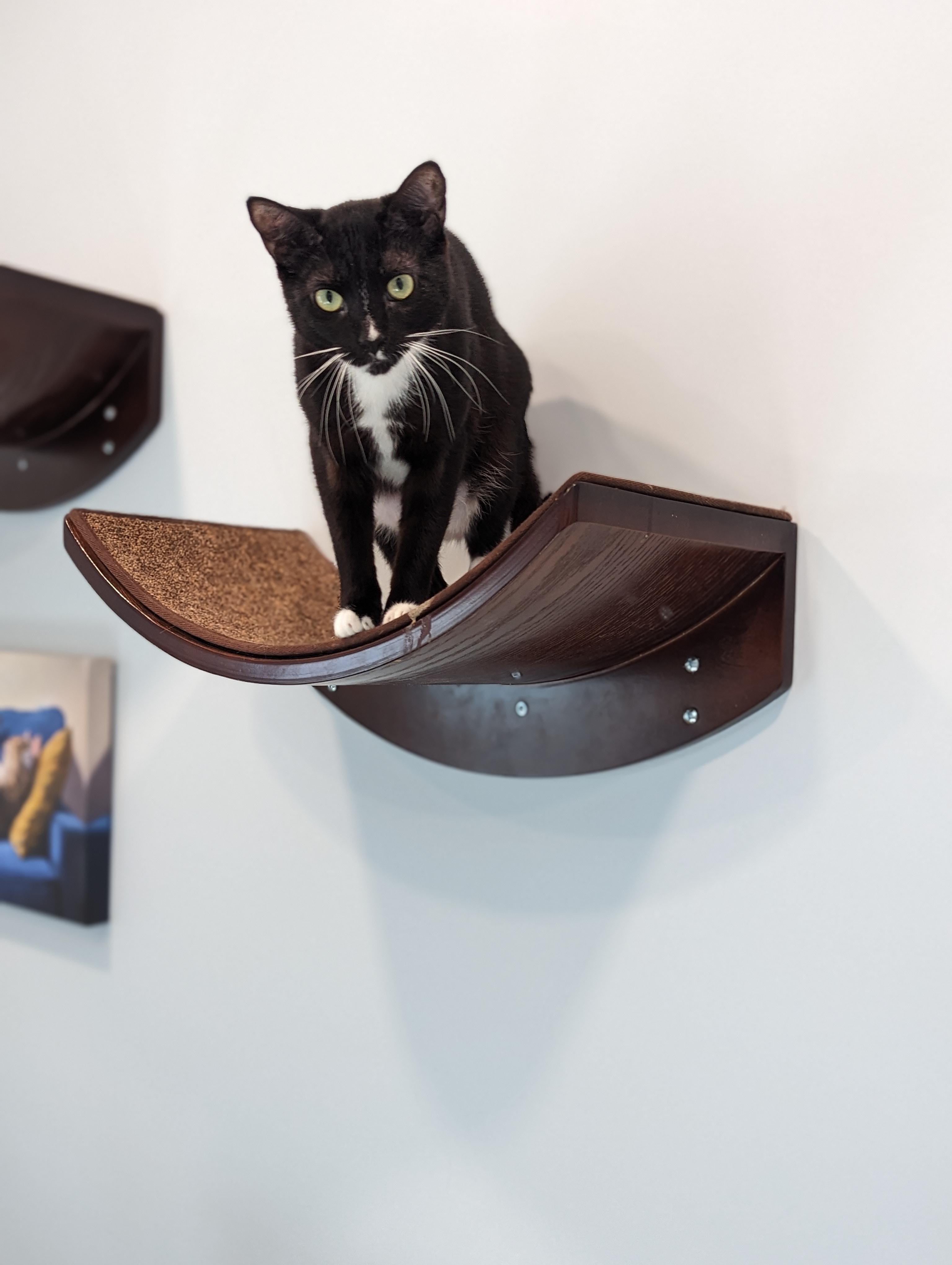 Enlarge Weenie, a Adoptable Domestic Short Hair in St Petersburg, FL image 4/6