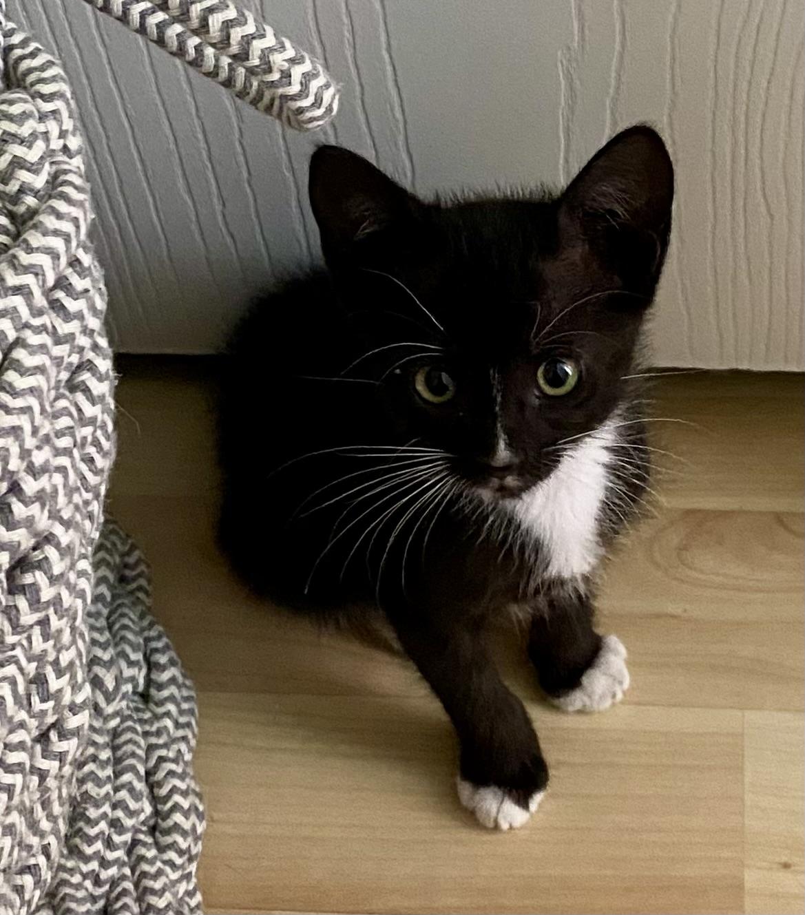 Enlarge Weenie, a Adoptable Domestic Short Hair in St Petersburg, FL image 5/6