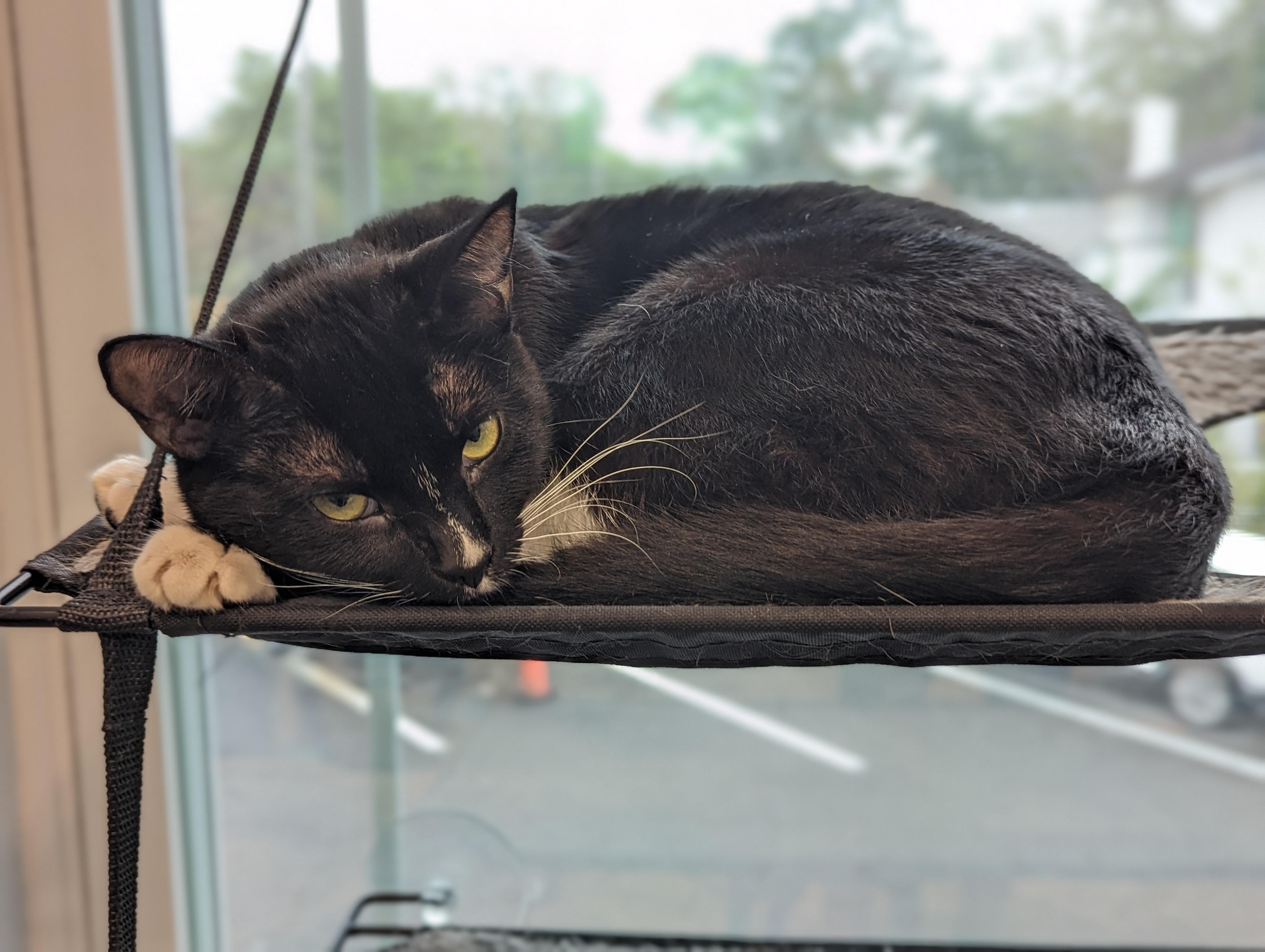 Enlarge Weenie, a Adoptable Domestic Short Hair in St Petersburg, FL image 6/6