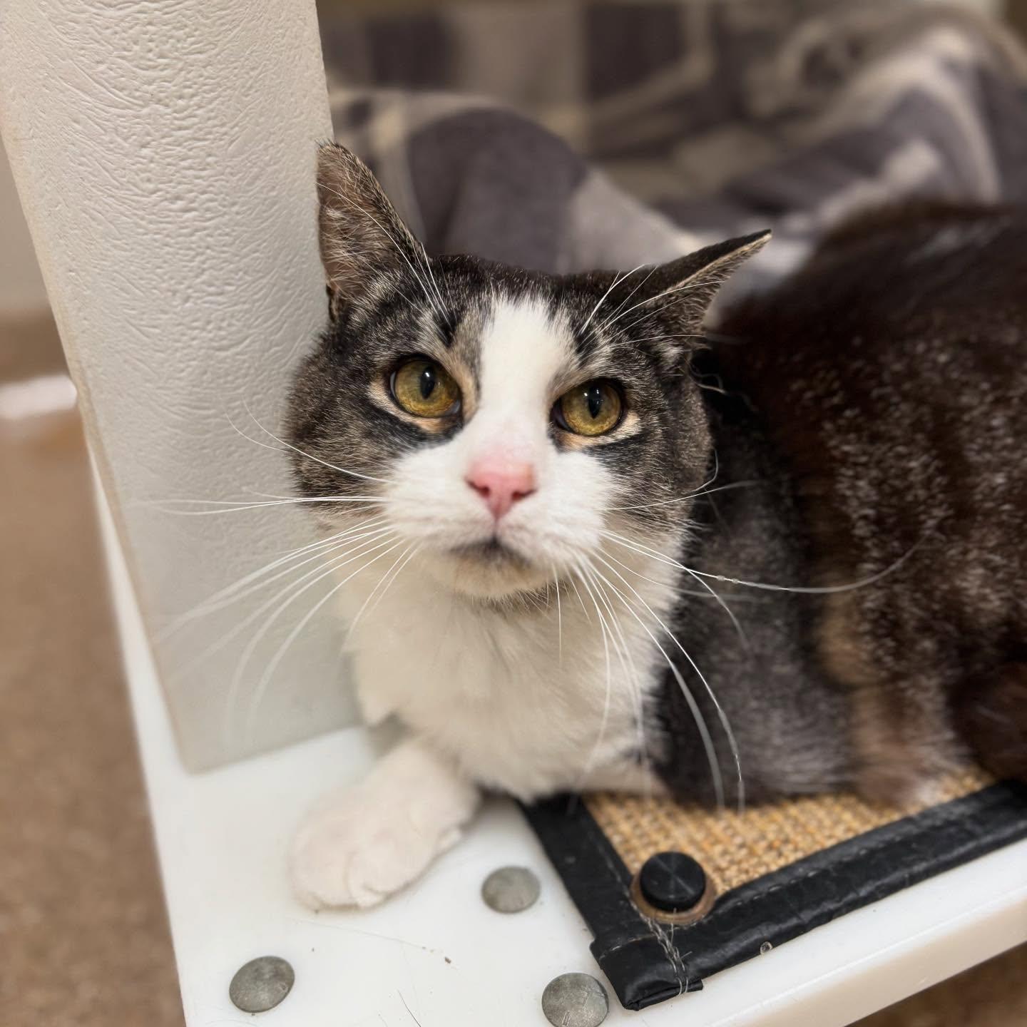 Birdie, Adopted, Adult Female Domestic Short Hair.