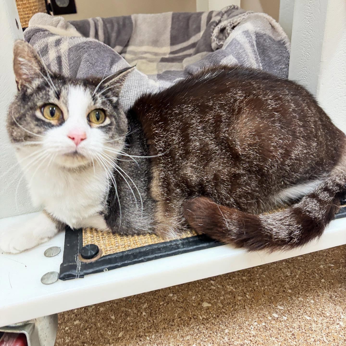 Enlarge Birdie, a Adopted Domestic Short Hair in Holland, MI image 3/3