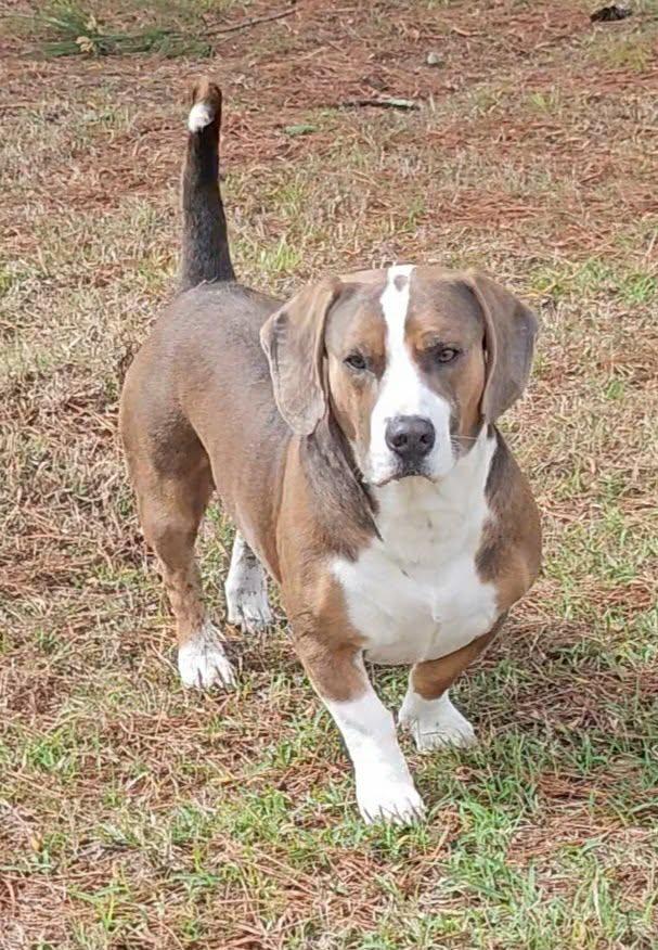 Enlarge Brody, an adopted Basset Hound in Leesburg, GA image 3/3