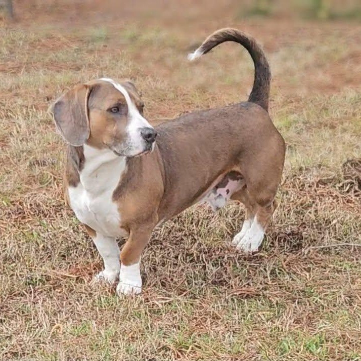 Brody, adopted, Adult Male Basset Hound.