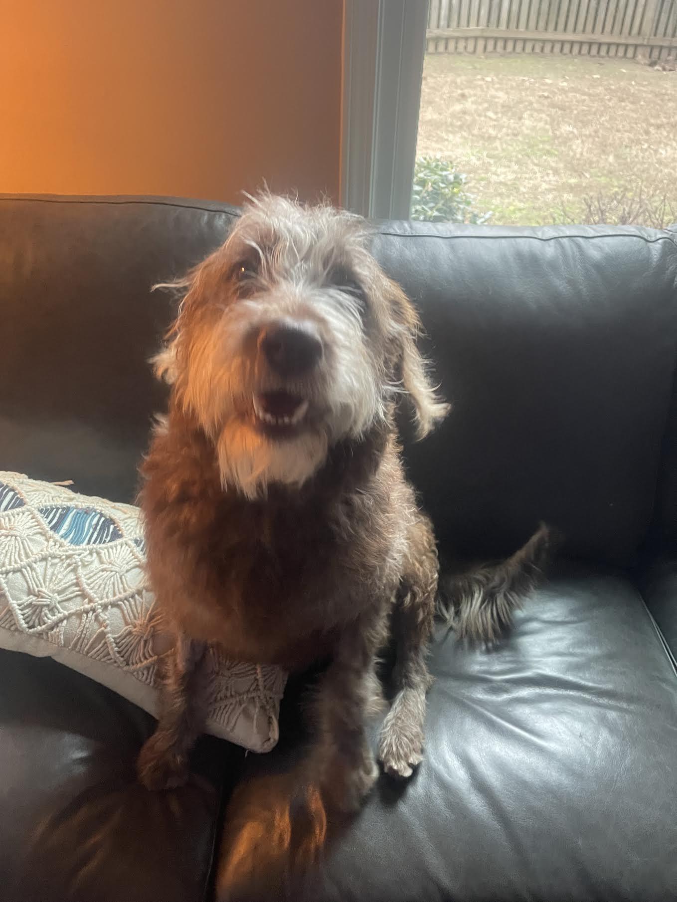 Enlarge Newt, a ADOPTABLE mixed breed in Cumming, GA image 3/4