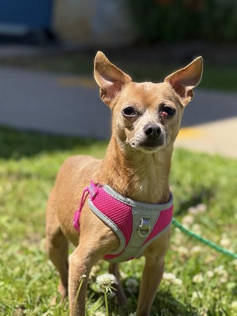 Enlarge CHACHO, a Adoptable Chihuahua in Sugar Land, TX image 1/1