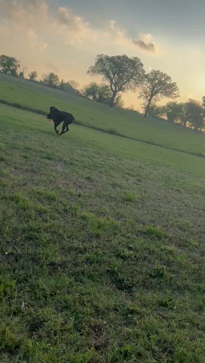 Enlarge CHARLIE-Completely Charming, a Adoptable German Shorthaired Pointer in South Hadley, MA video 6/6