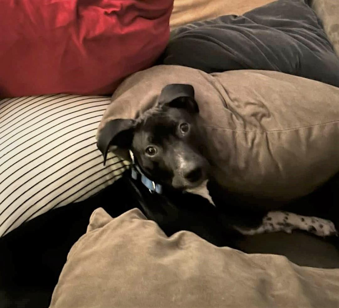 Zephyr, ADOPTABLE, Puppy Male Terrier.