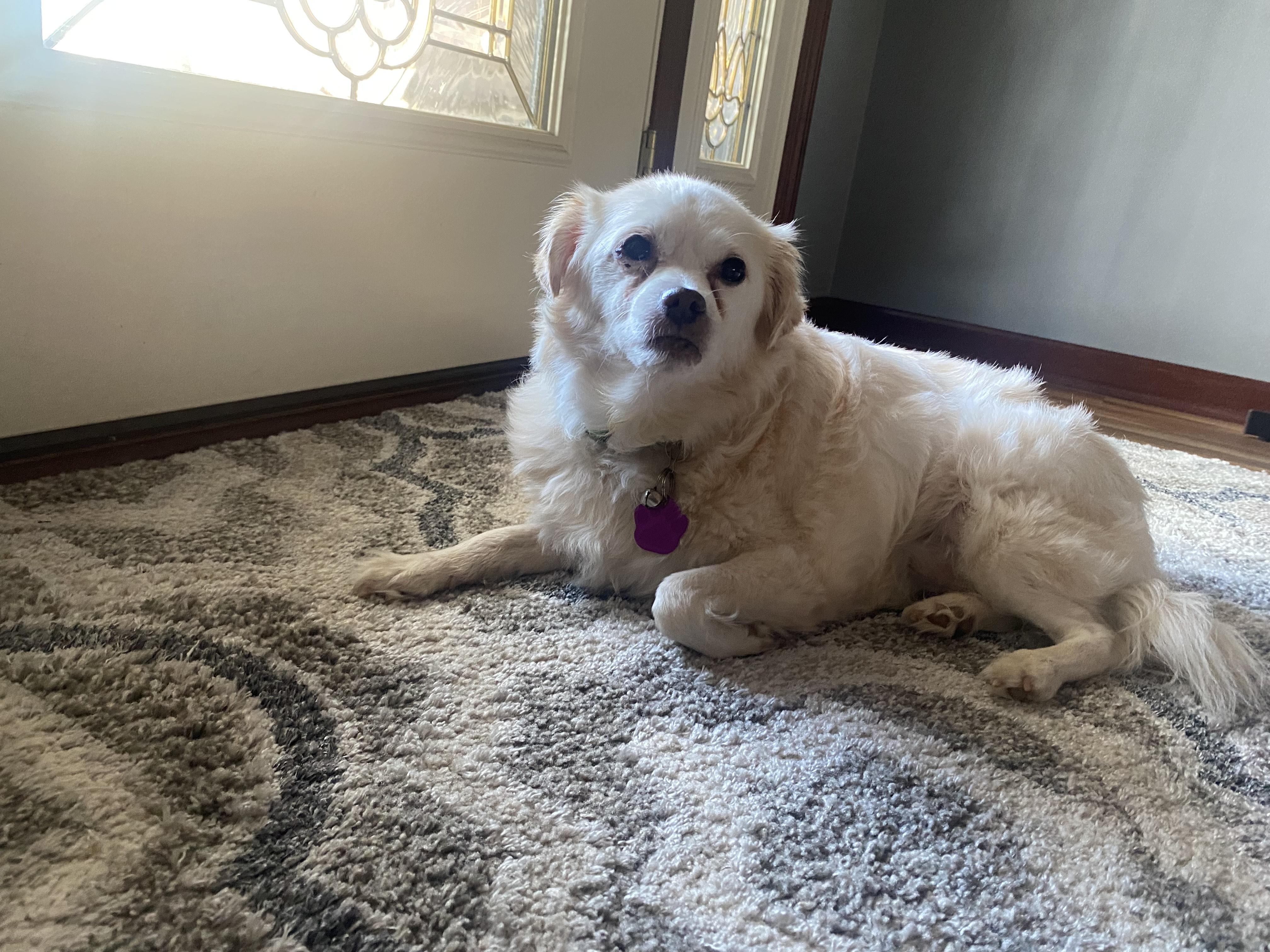 Deliliah, a Adoptable mixed breed in Wadsworth, OH image 2/4