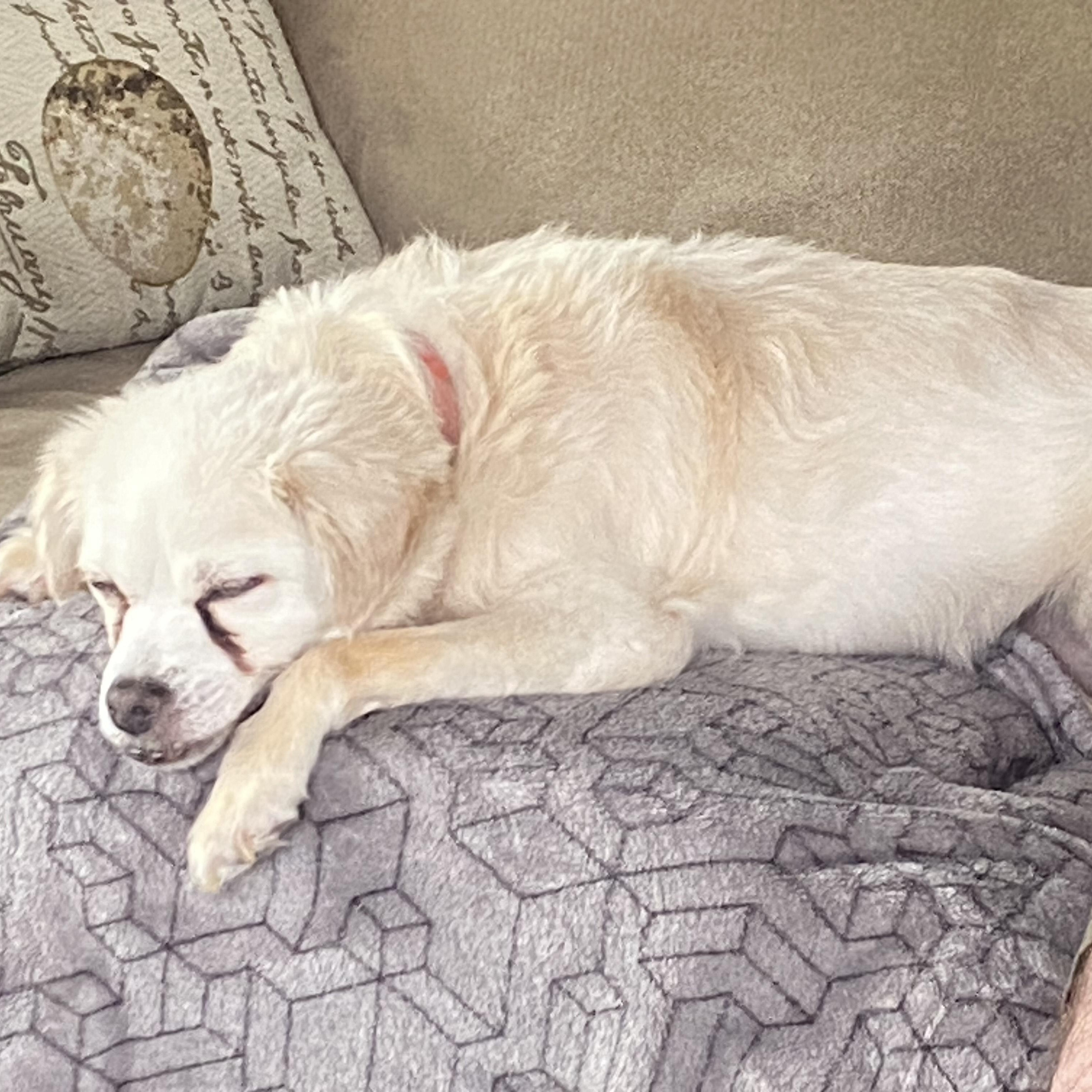 Deliliah, Adoptable, Senior Female Shih Tzu.