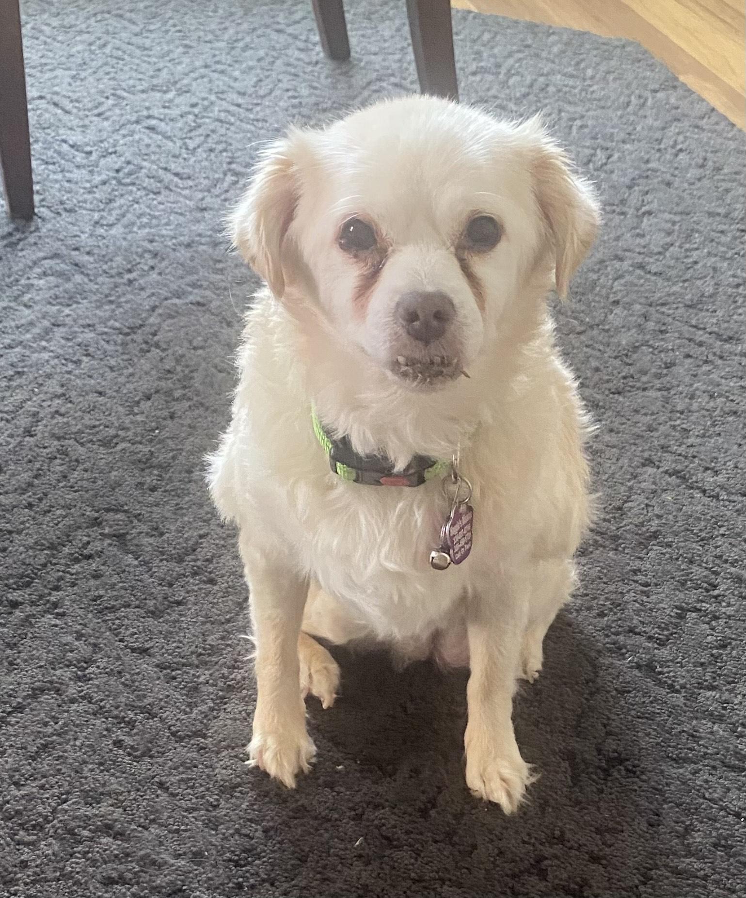 Deliliah, a Adoptable mixed breed in Wadsworth, OH image 3/4