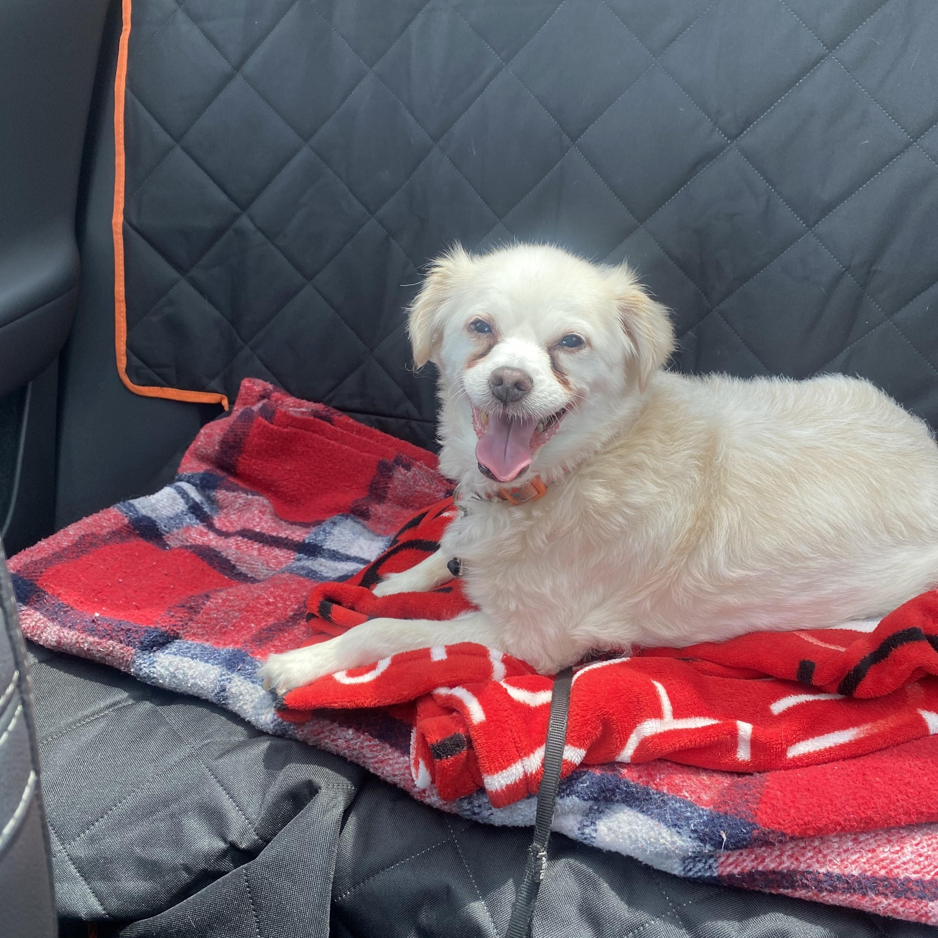 Deliliah, a Adoptable mixed breed in Wadsworth, OH image 1/4