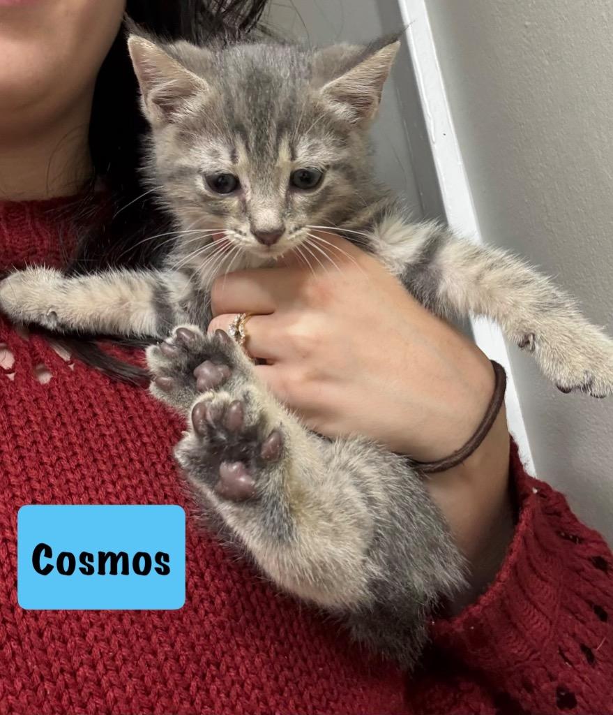 Enlarge Cosmos, a Adoptable mixed breed in Hoover , AL image 1/1