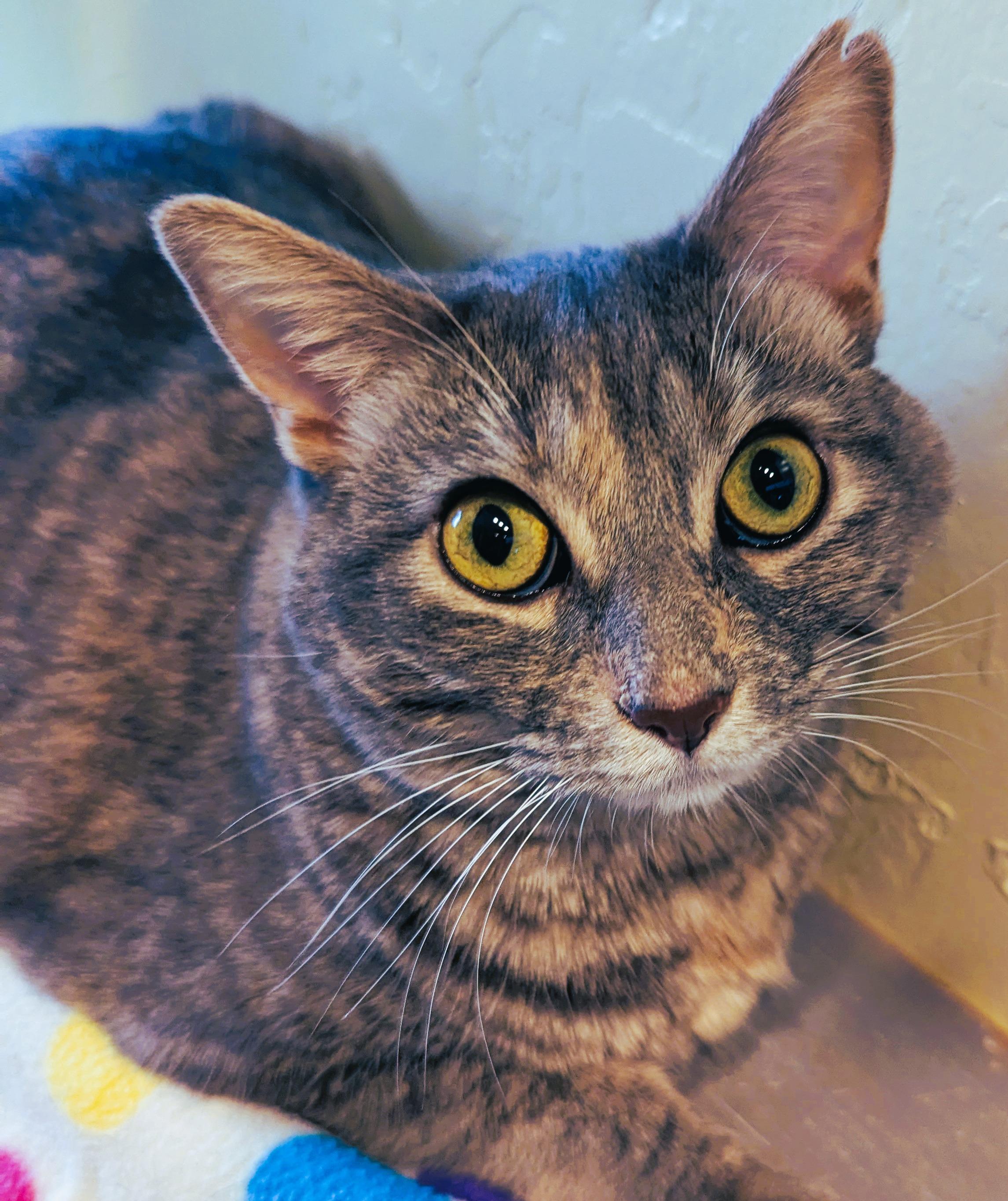 MISSY