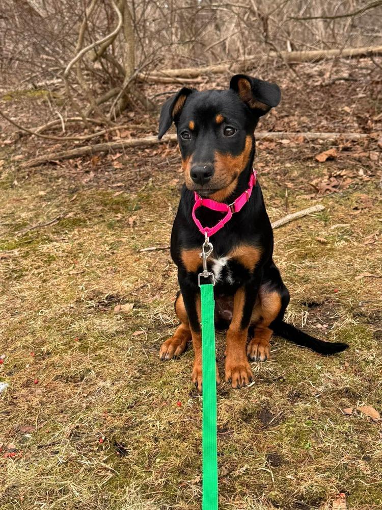 Allie, Adoptable, Puppy Female Catahoula Leopard Dog & Labrador Retriever.