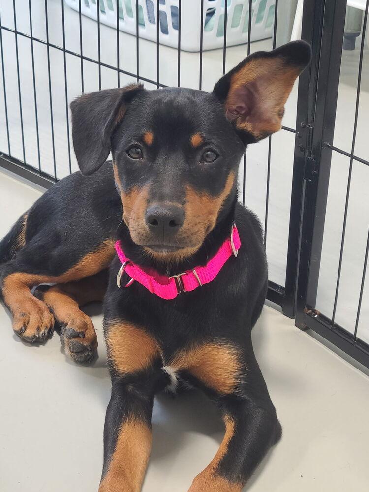 Enlarge Allie, a Adoptable mixed breed in Saugus, MA image 3/6