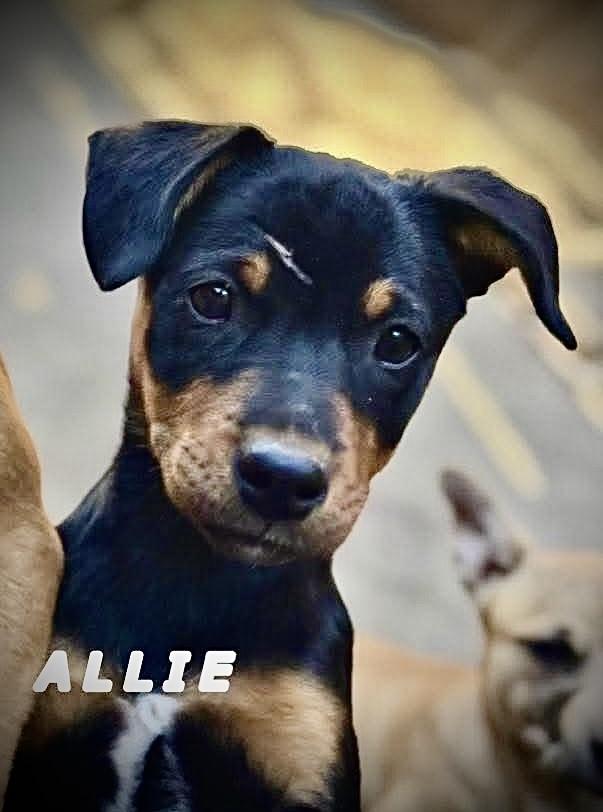 Allie — thumbnail 2