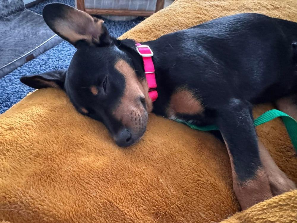 Enlarge Allie, a Adoptable mixed breed in Saugus, MA image 4/6