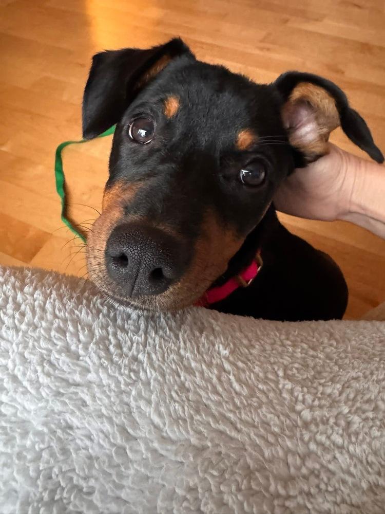 Enlarge Allie, a Adoptable mixed breed in Saugus, MA image 6/6