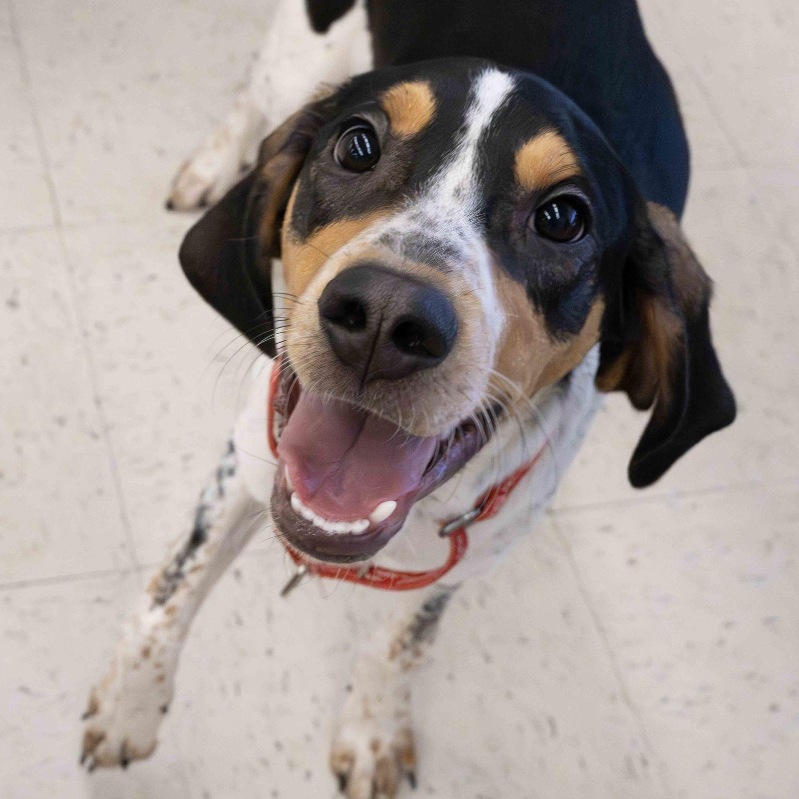 Enlarge Waylon, a Adoptable Bluetick Coonhound in Wilmington, NC image 1/3