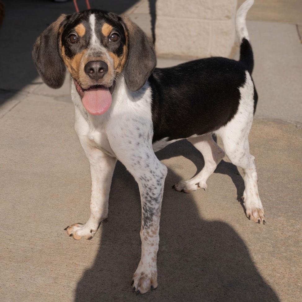 Enlarge Waylon, a Adoptable Bluetick Coonhound in Wilmington, NC image 2/3
