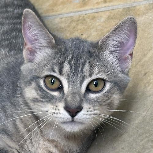 Meli, Adopted, Kitten Female Domestic Short Hair.
