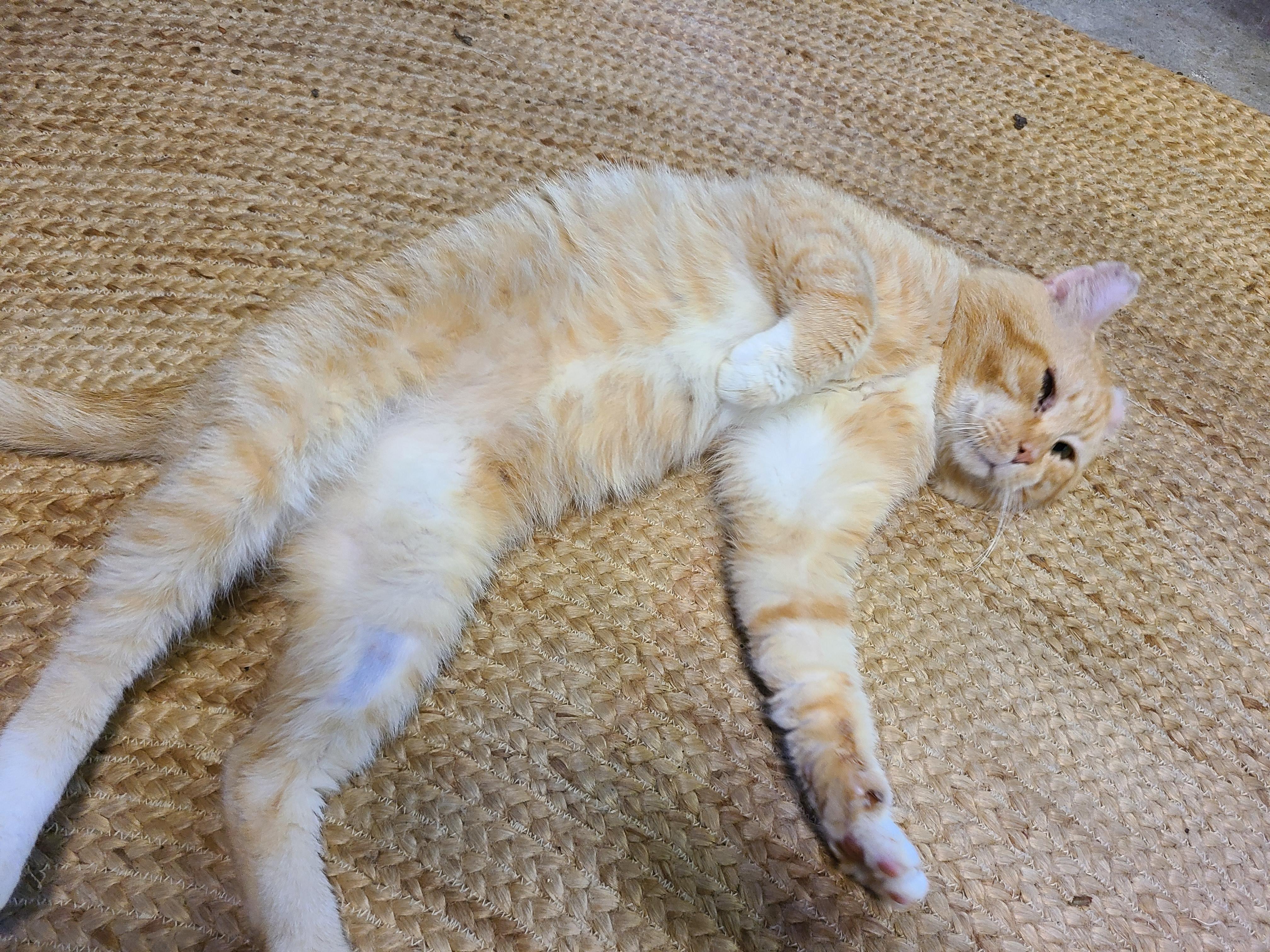 Oscar